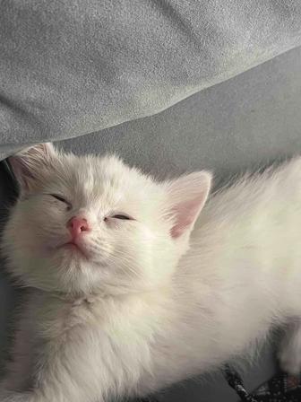Котенок