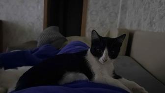 Отдам котенка