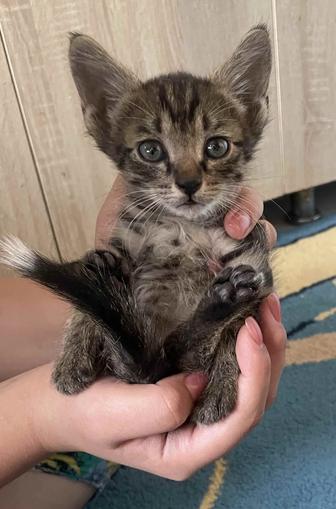 котята