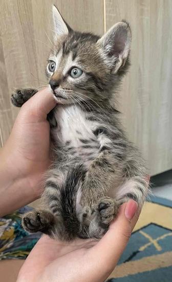 котята