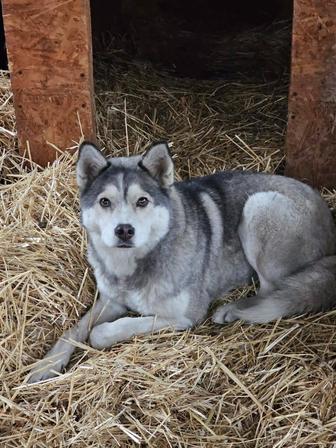 Потерялась собака