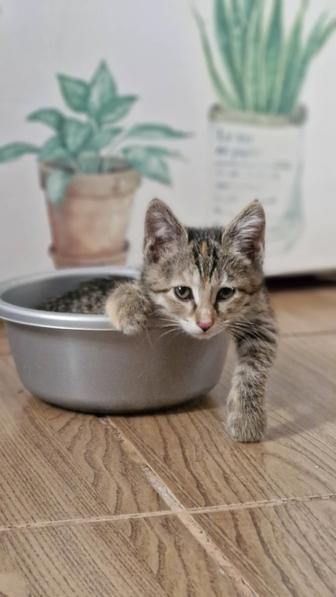 Котенок. Девочка.
