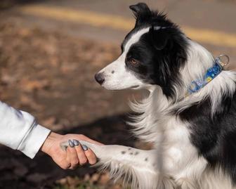 Зоогостиница Каникулы у Бонифация