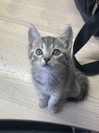 Отдам котенка БЕСПЛАТНО