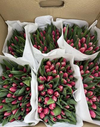 Тюльпаны Голландские оптом и в розницу