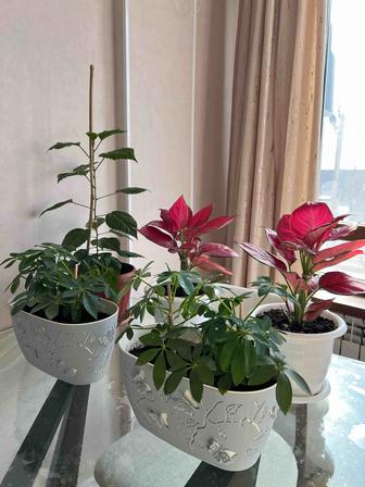 Продам комнатные цветы недорого