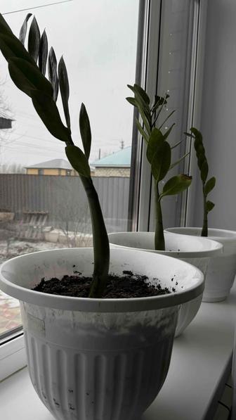 Комнатные цветы доллар