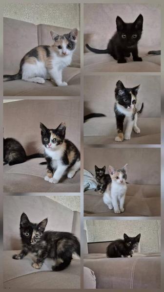 Отдам котят