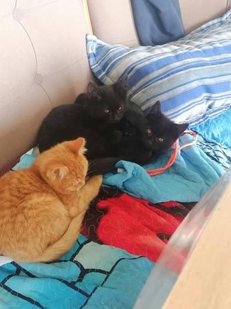 Отдам котят в хорошие руки...