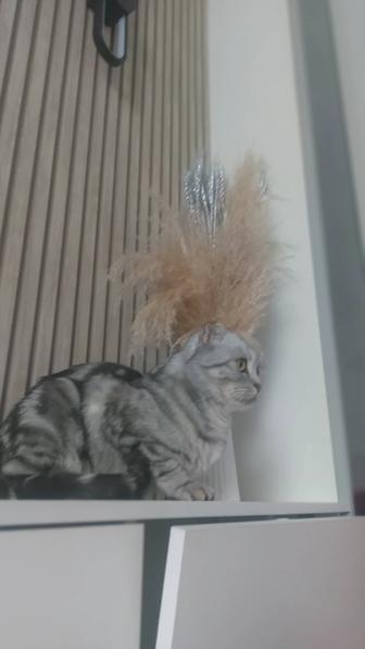 Отдам кошку в хорошие руки