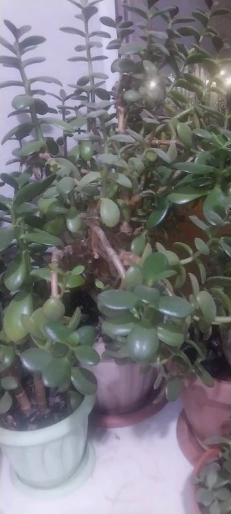 Продам не дорого цветы домашние