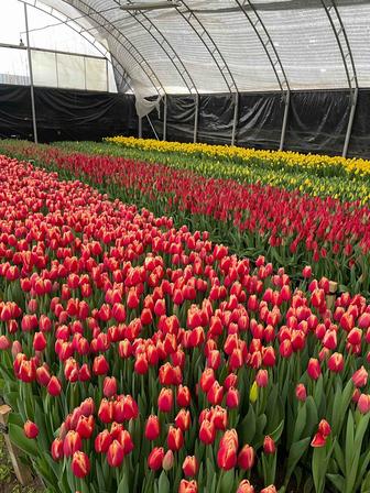 Голландские тюльпаны оптом