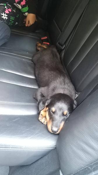 Доберманы в продаже