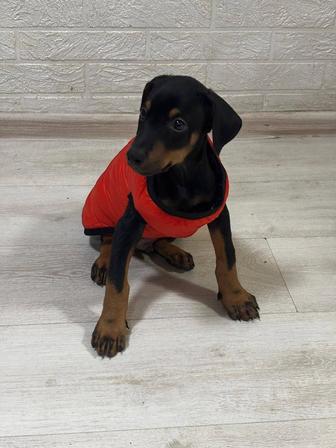 Доберманы в продаже