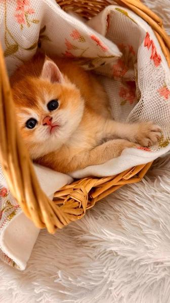 Британские короткошерстные золотые шиншиллы