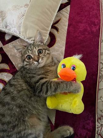 Отдам кошку бесплатно