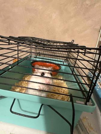 Продам хомяка
