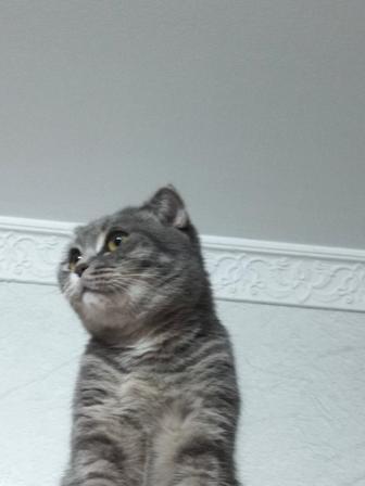 Ищем кота для вязки