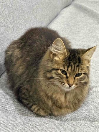 Отдам кошку в хорошие руки