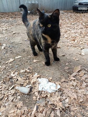 В самые ответственные руки кошечка