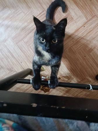 В самые ответственные руки кошечка