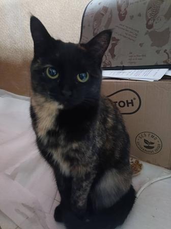 В самые ответственные руки кошечка