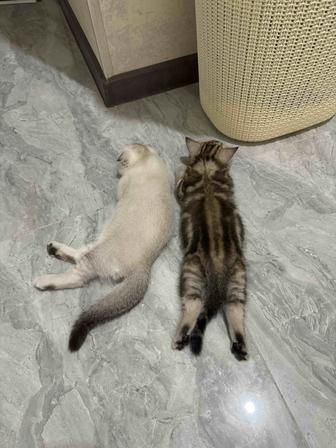 Котята