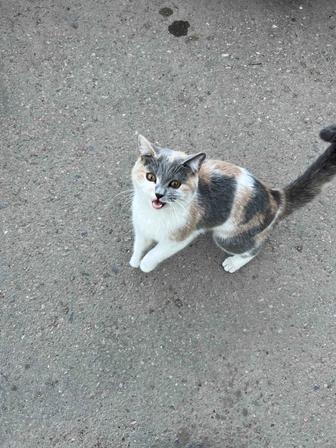 Отдам кошку/кота в добрые руки