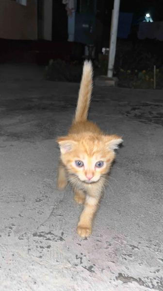Отдам котят даром