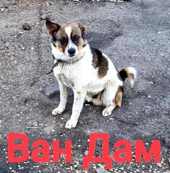 Собаки