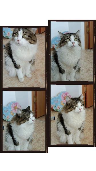 Отдам кота