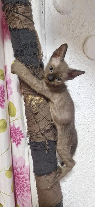 Кошки