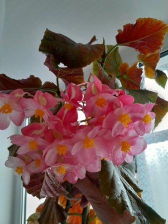 Бегонию коралловую продам
