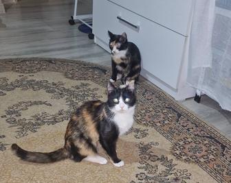 Отдам в добрые руки котят