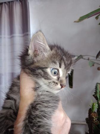 Одам котенка мальчика в хорошие руки