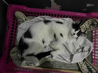 европейская короткошерстная котенок