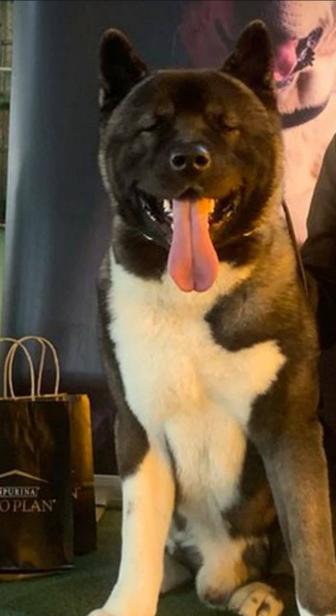 Вязка американская акита