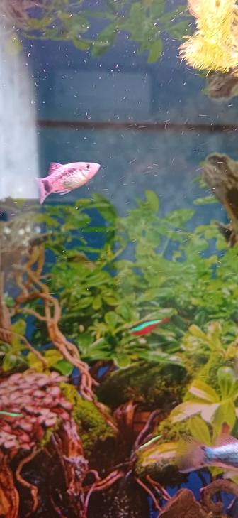 Продам пецилия, самец