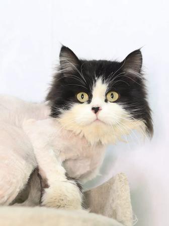 Котик ищет дом