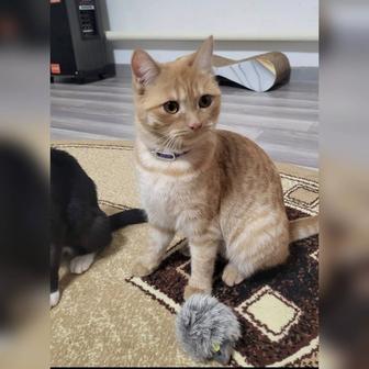 В самые ответственные руки котенок