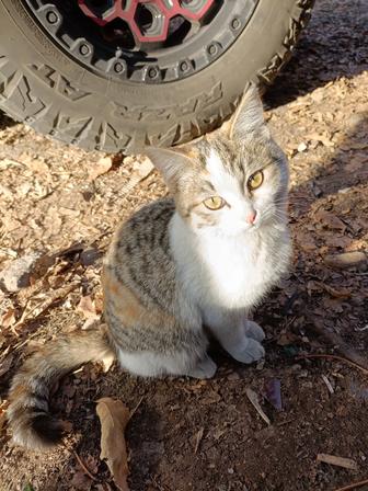 В самые ответственные руки котенок