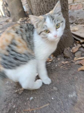 В самые ответственные руки котенок