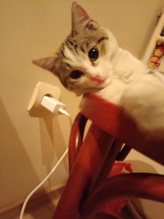 В самые ответственные руки котенок