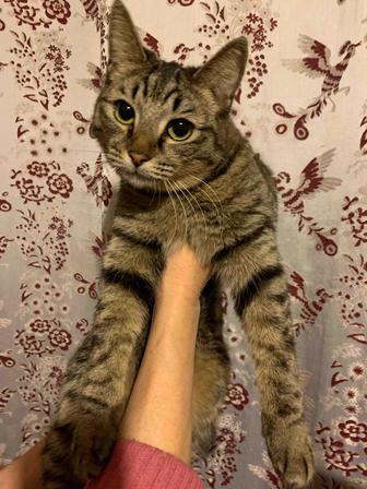 Потерялась кошка