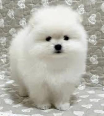 Щенок шпитца