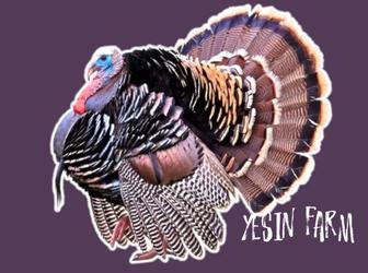 Бронза 708 инкубационные яйца индюков отличный старт фермы