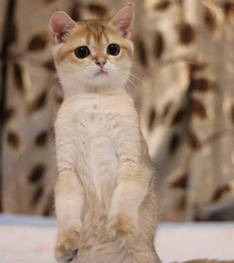 Кукленок британец золотой шиншилла