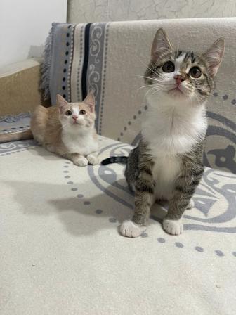 Отдам котят в добрые руки