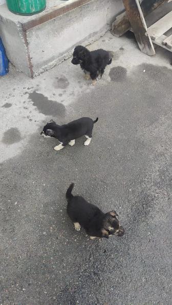 Отдам щенков в хорошие руки