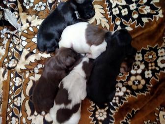 Очень красивые щенки спаниеля